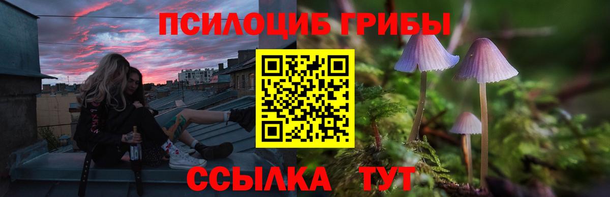 Псилоцибиновые грибы Cubensis Королёв